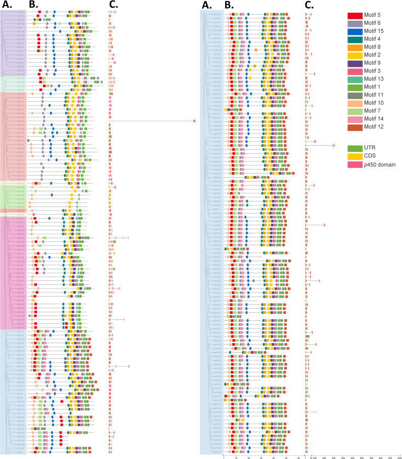 Comprehensive analysis of C. sativa CYP genes. (A) Maximum likelihood phylogenetic tree of CsCYP proteins constructed using full-length sequences (5000 bootstrap replicates). (B) Distribution of 15 conserved motifs in CsCYP proteins. (C) Gene structure of CsCYPs, depicting introns (black lines), exons (yellow rectangles), P450 domains (pink rectangles), and untranslated regions (UTRs, green rectangles).