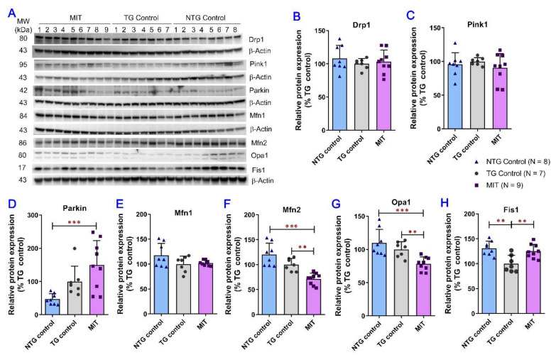Evaluation of the MIT effect on mitochondrial fission/fusion events and mitophagy in the brain using the semi-quantitative Western blot analysis. The brain tissue samples were collected from the TG and NTG vehicle-treated control mice and the MIT-treated TG mice after the 3-month intranasal treatment. (A) Representative immunoblots showing the expression of Drp1, Pink1, Parkin, Mfn1, Mfn2, Opa1 and Fis1 in brain tissues collected from individual mice. Densitometric analysis of the relative expression of (B) Drp1, (C) Pink1, (D) Parkin, (E) Mfn1, (F) Mfn2, (G) Opa1, and (H) Fis1 proteins in brain tissues obtained from different study groups. The mean expression levels of Mfn2, Opa1, and Fis1 proteins in the brain tissues of MIT-treated APP/PS1 mice were significantly lower than those in the TG control mice (p < 0.01 for all). The data are expressed as mean ± SD (N = 8 for the NTG control group, N = 7 for the TG control group, and N = 9 for the TG MIT treatment group). SD is denoted by error bars. ** p < 0.01, and *** p < 0.001 were compared between the NTG control mice, TG control mice, and MIT-treated TG mice using a one-way ANOVA followed by a Tukey’s post hoc multiple comparison test.