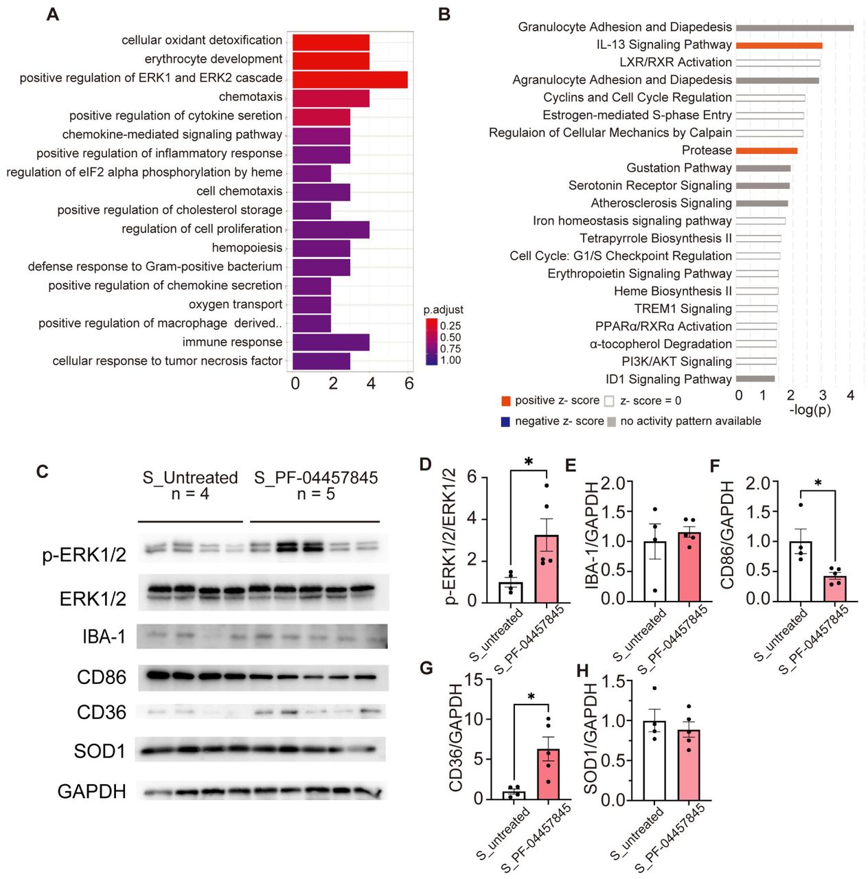 RNA-Seq analysis of the spinal cords from SOD1G93A transgenic mice treated with PF-04457845(A–B) Gene Ontology (GO) enrichment analysis for up-regulated genes (A) and Ingenuity Pathway Analysis (IPA) (B) analysis of genes with significant expression changes (fold change < –1.5 or > 1.5, p < 0.05) in the spinal cords of 16-week-old SOD1G93A transgenic mice treated with PF-04457845 (n = 4) compared to those untreated (n = 4). (C) Western blot analysis of proteins downstream of cannabinoid receptor type 2 (CB2), microglial markers, and superoxide dismutase 1 (SOD1) in the spinal cords of 16-week-old SOD1G93A transgenic mice treated with PF-04457845 (S_PF-0445785, n = 5) and untreated SOD1G93A transgenic mice (S_untreated, n = 4). (D–H) Quantitative analysis of phosphorylated extracellular signal-regulated kinase (ERK)/ERK (D), ionized calcium-binding adapter molecule 1 (IBA-1) (E), CD86 (F), CD36 (G), and SOD1 (H). The levels of IBA-1, CD86, CD36, and SOD were normalized to glyceraldehyde-3-phosphate dehydrogenase (Gapdh) levels. Error bars indicate the SEM. *p < 0.05 and **p < 0.01, unpaired two-sided t test.