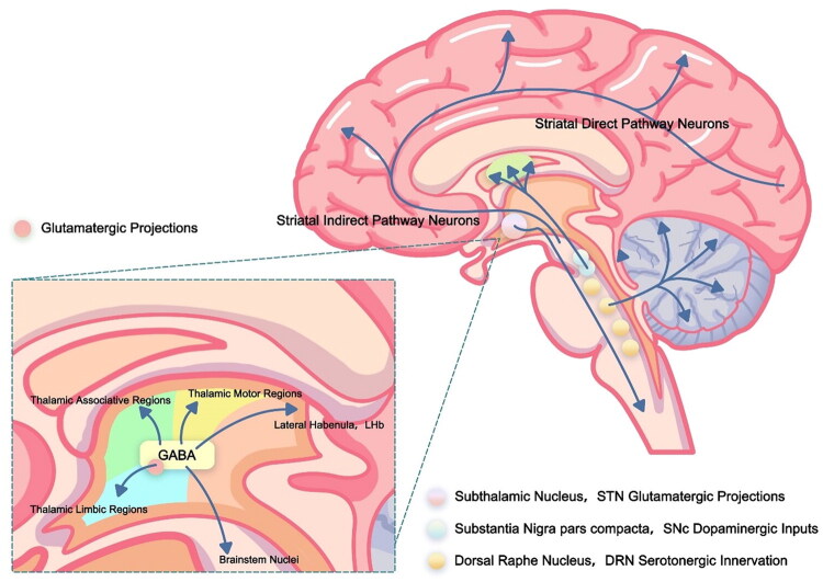 Diagram of the human brain showing neural pathways, with an inset detailing GABAergic connections to thalamic regions.