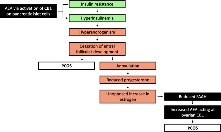 Proposed involvement of the ECS in the pathogenesis of PCOS. The main pathogenic factors relating to PCOS and the influence of some ECS components are illustrated. Black boxes indicate components of the ECS; green boxes indicate metabolic components; orange boxes indicate endocrine/reproductive components