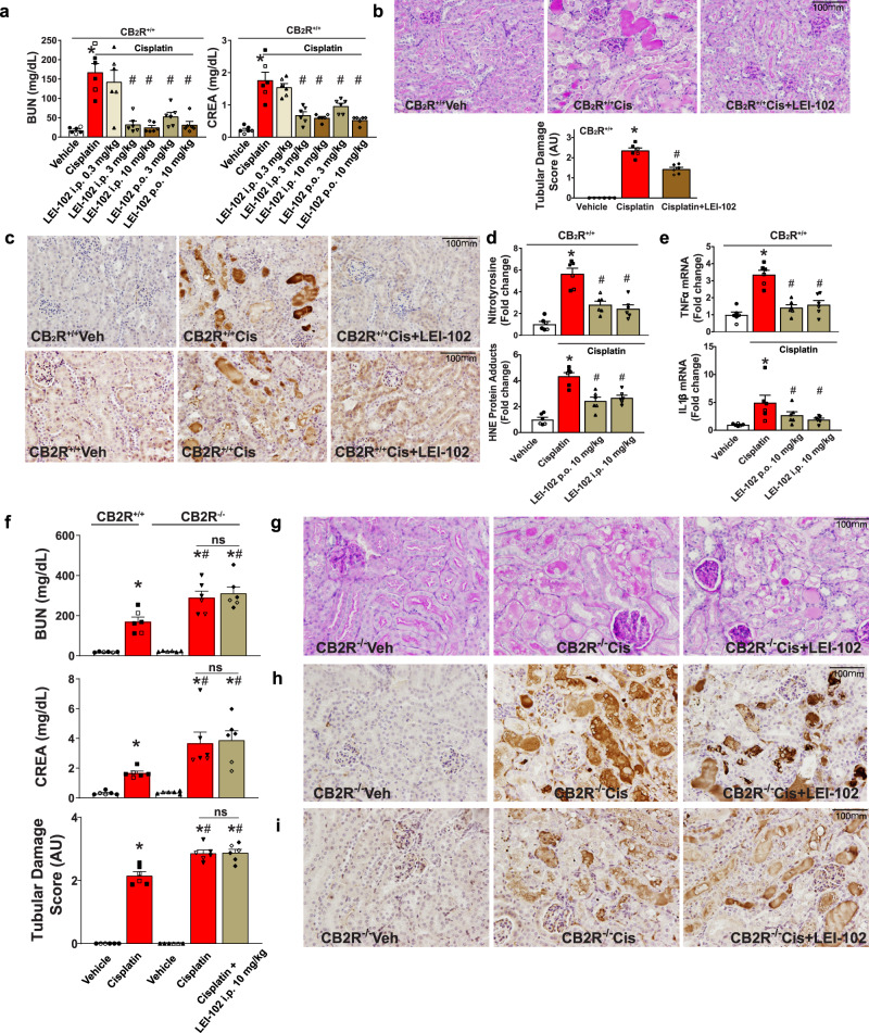 CB2R agonist LEI-102 attenuates cisplatin-induced renal dysfunction, oxidative stress, and inflammation in a CB2R-dependent manner.a Cisplatin-induced renal dysfunction 72 h after administration to mice as evidenced by increased serum levels of blood urea nitrogen (BUN) and creatinine (CREA), which were attenuated by CB2R agonist LEI-102 in a dose-dependent manner when administered either i.p. or p.o. (*p < 0.001 vs. vehicle group, #p < 0.001 vs. cisplatin group). b Periodic Acid-Schiff (PAS) staining in representative kidney sections from cisplatin treatment samples showing protein cast, vacuolation, and desquamation of epithelial cells in the renal tubules which are attenuated with LEI-102. Tubular damage score from kidney sections is shown (*p < 0.001 vs. vehicle group, #p < 0.001 vs. cisplatin group). c The cisplatin-induced nitrative and oxidative stress (nitrotyrosine staining (top row) and HNE staining (bottom row)) in representative kidney sections were also attenuated by LEI-102. This was confirmed by quantitative determination of protein nitration and HNE adducts formation by ELISA (d) (*p < 0.001 vs. vehicle group, #p < 0.001 vs. cisplatin group). e The cisplatin-induced kidney pro-inflammatory cytokine expressions were also attenuated by the CB2R agonist. (*p < 0.001 vs. vehicle group, #p < 0.05 vs. cisplatin group). The protective effects of LEI-102 on cisplatin-induced kidney dysfunction (BUN and CREA) and tubular injury (tubular damage score) (f) (*p < 0.001 vs. vehicle WT or KO group, #p < 0.05 vs. cisplatin WT group), histopathological injury (g), nitrative (h) and oxidative stress (i) were abolished in CB2R knockout mice. All results are means ± SEM of n = 6/group for panels a, b, d, e, f Closed and open symbols are used for male and female mice respectively (4 males and 2 females/group). In panels a, b, d, and e one-way ANOVA followed by Tukey’s post hoc test for multiple comparisons were used, in panel f unpaired two-tailed t-test was used. The analysis was conducted using GraphPad Prism 6 software. p < 0.05 was considered statistically significant (the exact p values are indicated in the supplemental data).