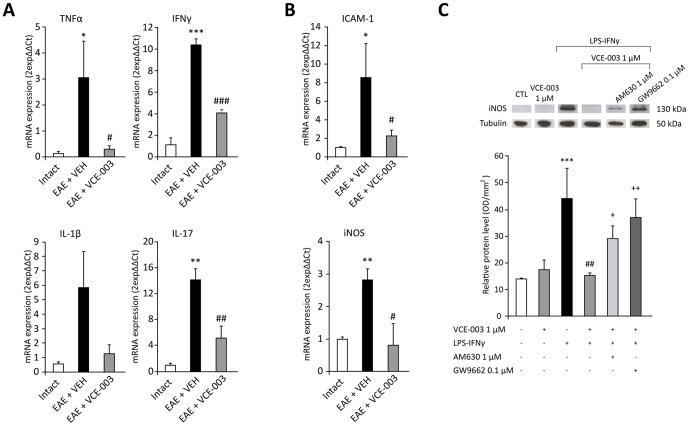 VCE-003 reduces the expression of inflammatory marker mRNAs in the spinal cord and of iNOS protein in BV2 cells.VCE-003 decreased the mRNA expression of TNFα, IFNγ, IL-1β and IL-17 (A), and the adhesion molecule ICAM-1 and iNOS (B). (C) Immunoblotting of iNOS. Proteins in lysates (30 µg) from BV2 cells stimulated with LPS (50 ng/ml) and IFNγ (100 u/ml), and pre-treated with VCE-003 (1 µM). Both CB2 and PPARγ antagonists (AM630 1 µM and GW9662 0.1 µM, respectively) were administered 10 min before than VCE-003 treatment. The results are presented as the relative ratio of proteins, where the iNOS signal obtained by densitometric analysis was normalized to the tubulin signal. VCE-003 treatment significantly reverses the LPS-IFNγ-induced effects to the control situation, and both CB2 and PPARγ antagonists blocked this effect of VCE-003. The results in (A, B) are shown as the means ± SEM: *p = 0,011 vs Intact (TNFα); *p = 0,003 vs Intact (ICAM-1); **p<0.01 vs Intact; #p = 0.05 vs EAE + VEH (ICAM-1); ##p<0.01 vs EAE + VEH; ###p<0.001 vs EAE + VEH). The results in (C) are shown as the means ± SEM from three independent experiments performed in triplicate: ***p<0.001 vs CTL; ##p<0.01 vs CTL + LPS- IFNγ; +p = 0.034 vs VCE-003 1 µM + LPS- IFNγ; ++p = 0.002 vs VCE-003 1 µM + LPS- IFNγ.