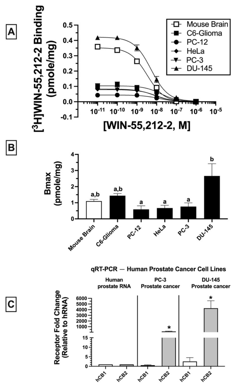 Homologous receptor binding: cancer cell lines express non-canonical CBRs in varying densities (BMAX). (A) Homologous receptor binding studies demonstrated that WIN-55,212-2 produced concentration-dependent (10−11 to 10−6 M) displacement of [3H]-WIN-55,212-2 (1 nM) binding, a one-site model fitting best. Data for each concentration represent the mean ± SEM of data collected from a minimum of three experiments, with each data point conducted in triplicate for each experiment. (B) Receptor density (BMAX) was compared across cancer cell lines and mouse brain via non-linear regression curve-fitting utilizing a one-site homologous competition binding equation to determine KD and BMAX values. a,b Bars designated with different letters are significantly different from each other (one-way ANOVA followed by Tukey’s post hoc test for multiple comparisons, p < 0.05). (C) qRT-PCR was used to examine mRNA levels for canonical human CB1 and CB2Rs. Data are presented as fold changes in mRNA levels in either PC-3 (middle panel) or DU-145 (right panel) cells compared to human prostate mRNA control values that were assigned an arbitrary value of 1 (left panel). Significantly different from human prostate mRNA control (one-way ANOVA followed by Dunnett’s post hoc test, * p < 0.05).