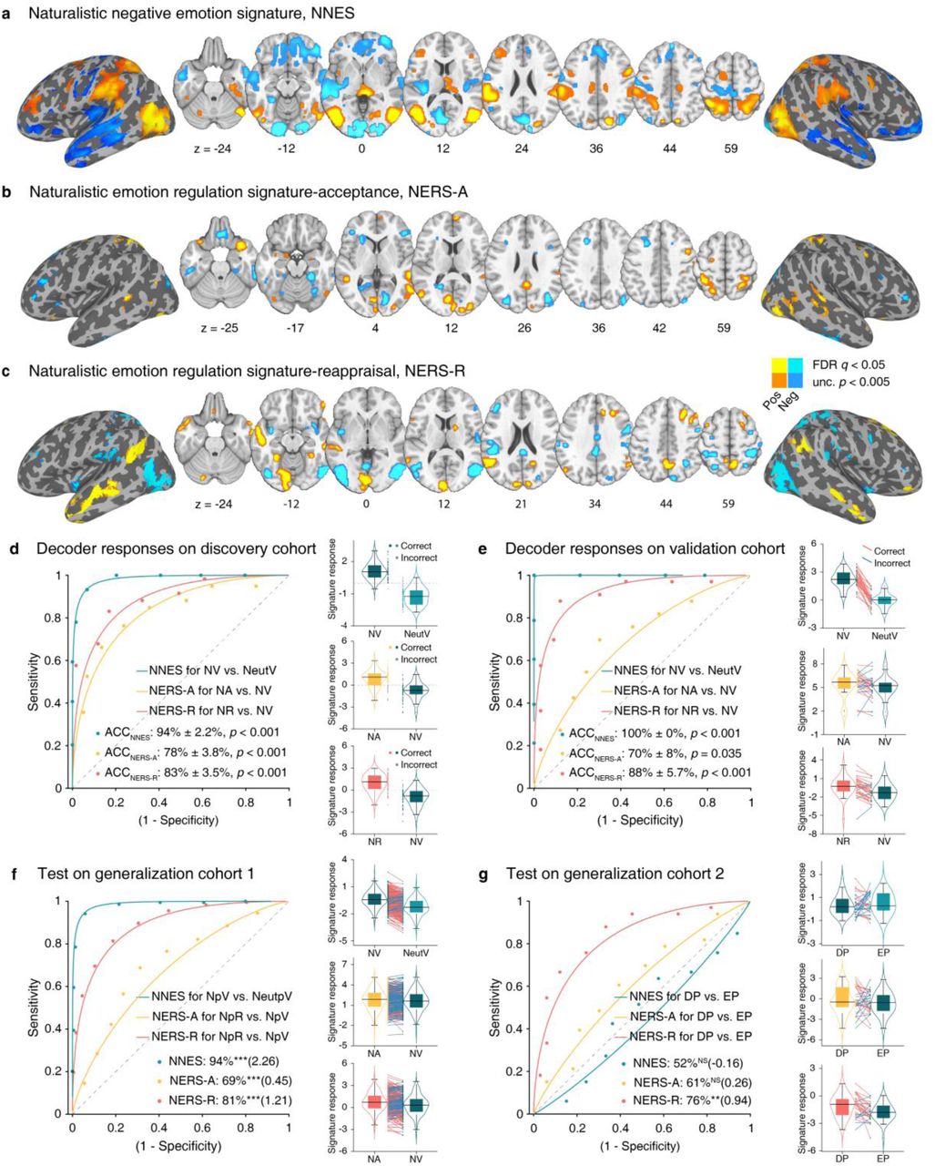Developed signatures and predictive performances.NNES (thresholded at false discovery rate (FDR) q< 0.05) (a), NERS-A (FDR q<0.05 and unc. p <0.005) (b), and NERS-R (FDR q<0.05 and unc. p <0.005) (c) pattern maps, based on a 10,000-sample bootstrapping (thresholded at FDR < 0.05). Hot color indicates positive weights, whereas cold color indicates negative weights. d, Receiver operating characteristic (ROC) plot illustrates the classification performances of the SVM models on the discovery cohort (n=59), using leave-one-subject-out cross-validation (LOSO-CV) with a misclassification threshold set to 0. The right three panels show the distributions of the decoders’ responses. The boxes are bounded at the first and third quartiles, the whiskers extend to the maximum and minimum values between the median±1.5 quartiles. Data points outside the whisker range are labeled as outliers. The yellow, green, and red dots beside the violin plots indicate correct classification, and the gray dots indicate misclassification. The classification performances of the developed decoders on the validation cohort (e, n=33) and generalization cohort (f, n=358, g, n=33). The red line indicates correct classification, and the blue line indicates misclassification. NNES, naturalistic negative emotion signature; NERS-A, naturalistic emotion regulation signature-acceptance; NERS-R, naturalistic emotion regulation signature-reappraisal; NA, negative (clips)-acceptance; NR, negative (clips)-reappraisal; NV, negative (clips)-view; NeutV, neutral (clips)-view; NpR, negative pictures-reappraisal; NpV, negative pictures-view; NeutpV, neutral pictures-view; ACC, accuracy.