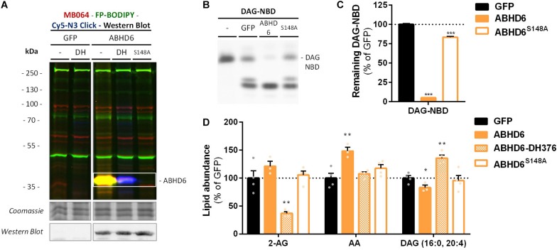 Recombinant ABHD6 possesses DAG-lipase activity in vitro and in situ. HEK293-T cells were transiently transfected with GFP, ABHD6 or its catalytically inactive serine mutant (S148A) and treated in situ with vehicle or DH376 (DH, 1 μM, 2 h, serum-free). (A) Protein activity and expression was confirmed by gel-based ABPP and western blot. Samples were subsequently incubated with probes MB064 (red; 500 nM, 10 min, rt), FP-BODIPY (green; 500 nM, 10 min, rt), and Cy5-azide click mix (blue; 2.5 μM, 30 min, rt). Coomassie served as a protein loading control. Western blot with mouse-anti-FLAG (1:2500, 45 min, rt) verified expression of the catalytically inactive protein. (B,C) Whole cell lysates were incubated with DAG-NBD (5 μM, 30 min, 37°C), lipids were extracted and analyzed by HPTLC. (C) DAG hydrolysis was quantified and expressed as % of GFP [mean ± SEM (n = 3), t-test: ∗∗∗p < 0.001]. (D) Lipid abundance of transfected and in situ treated cells was measured and normalized to the amount of protein. Data is expressed as % of GFP-Vehicle [mean ± SEM (n = 4), t-test: ∗p < 0.05, ∗∗p < 0.01].