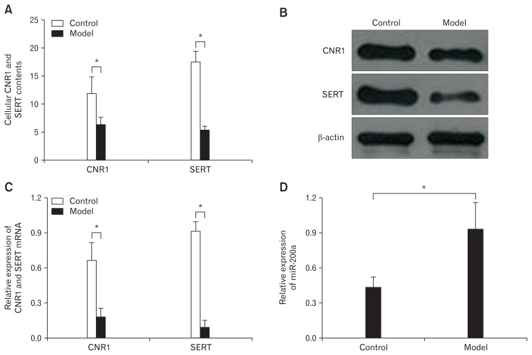 Cannabinoid receptor 1 (CNR1) and serotonin transporter (SERT) were lower expressed and microRNA-200a (miR-200a) was highly expressed in diarrhea-predominant irritable bowel syndrome colonic epithelial cells (CECs). (A) The enzyme-linked immunosorbent assay shows a significant decrease in CNR1 and SERT expression in CECs from the model group compared to expression in these same cells from the control group on day 7 (*P < 0.05, t test). (B) The western blot shows that CNR1 and SERT were significantly downregulated in the model group compared to the control group. (C) Quantitative real-time polymerase chain reaction shows similar results with western blot (*P < 0.05, t test). (D) MiR-200a was significantly upregulated in the model group compared to expression in the control group on day 7 (*P < 0.05, t test).