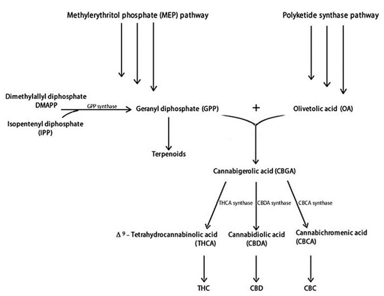 Cannabinoids and terpenoids biosynthesis in C. sativa [38,41].