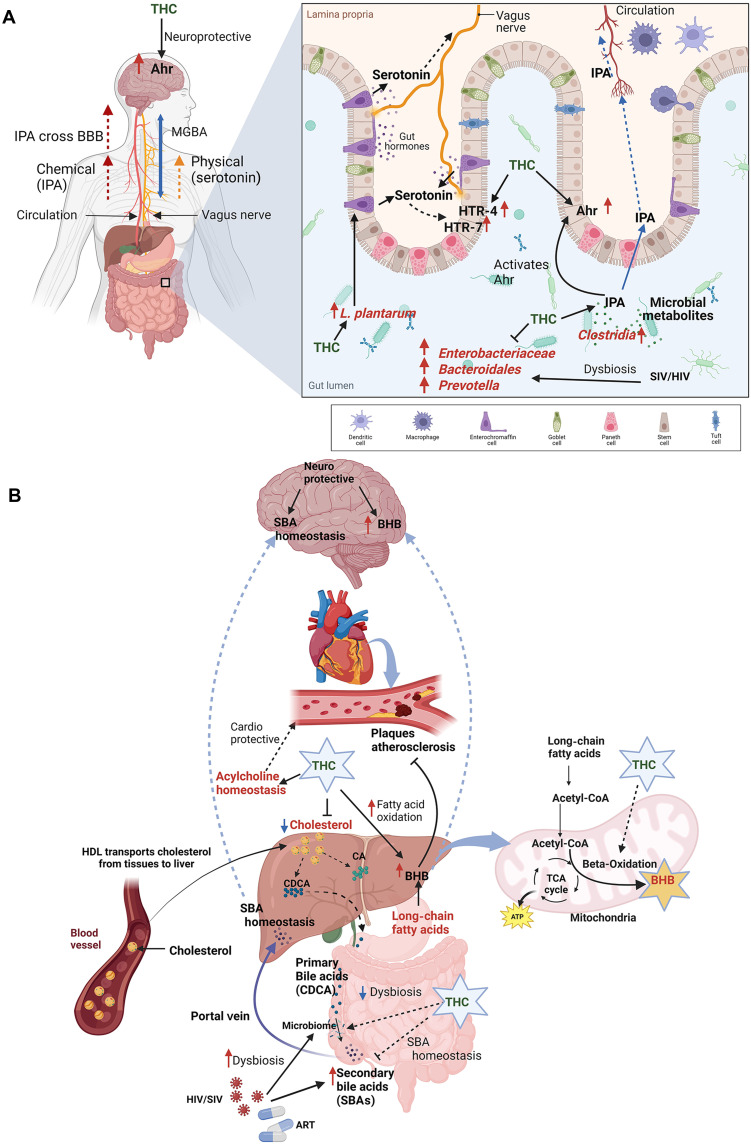 Schematic representation of cannabinoid-mediated effects on the MGBA, MGLA, lipid metabolism, and inflammation and their potential role as a therapeutic adjunct to ART in HIV/SIV infection.(A) Schematic representation of cannabinoid-mediated enhancement of serotonin production and signaling through direct receptor-mediated and indirect gut microbiome modulation, alongside increased expression of Ahr in the intestine and brain, promoting gut-brain axis communication while reducing systemic and neuroinflammation. Created in BioRender. Premadasa, L. (2025) https://BioRender.com/f60s545. (B) Illustration of THC-induced stimulation of long-chain fatty acid oxidation and increased BHB production, contributing to intestinal, hepatic, and neuroprotection. Also shown are the protective effects of cannabinoids in reducing toxic SBAs and pro-inflammatory acylcholines, potentially lowering the risk of NAFLD, CLD, and CVD. TCA, tricarboxylic acid; ATP, adenosine triphosphate. Created in BioRender. Premadasa, L. (2025) https://BioRender.com/v58o969.