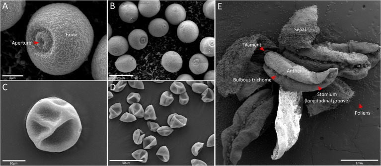 Scanning electron microscopy of fresh pollen grains (A,B) and dried pollens (C,D) of a hemp (Cannabis sativa L.) male flower (E) that comprises anther embedded with pollen sac, filament, bulbous trichome, and sepal.