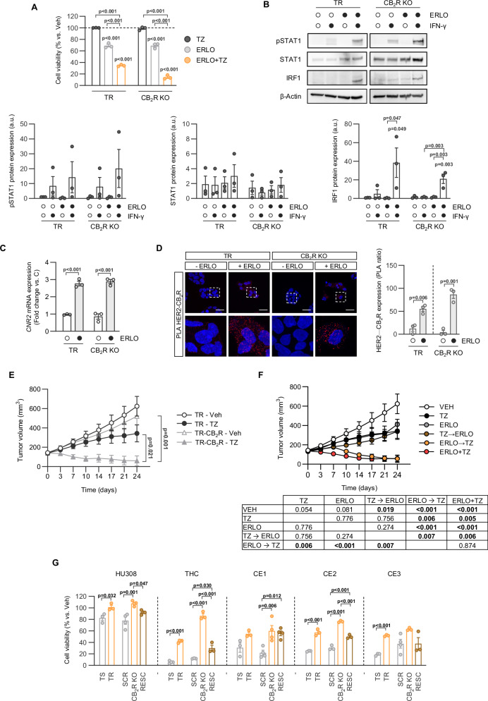 Trastuzumab resistance linked to reduced CB2R is overcome by targeting EGFR and HER2 signaling, and by non-CB2R-selective cannabinoid treatments.A Viability of the indicated cell lines in response to trastuzumab and erlotinib treatment (alone or in combination) for 4 days. The viability of the corresponding vehicle-treated cells was set at 100% and is represented as a dotted horizontal line. B Representative Western blot (top) and densitometric quantification (bottom) of protein expression profiles following a 3-day treatment with erlotinib (5 μM), IFN-γ (20 ng/mL, 6 h) or the combination. C CB2R mRNA expression, as determined by qPCR in response to erlotinib treatment. D Representative HER2-CB2R PLA images (left) and quantification (right). Red: PLA signal; blue: nuclear staining (DAPI). Scale bar, 50 μm. E, F Tumor growth in nude female mice bearing subcutaneous xenografts generated by injection of the indicated cell lines. G Viability of the indicated cell lines in response to the CB2R-selective agonist HU308, THC (a CB1R/CB2R-mixed agonist) and three different cannabis preparations (CE1, CE2 and CE3) for 1 day. The viability of the corresponding vehicle-treated cells was set at 100%. CE1 and CE2 were THC rich extracts, while CE3 contained a 1:1 THC:CBD ratio. The precise composition of the three CEs is shown in Supplementary Table S2. All data were normally distributed and analyzed using two-tailed one-way ANOVAs (A, B, and G) or Student’s t test (C–G). In (A) and (B), the p values right above the bars correspond to comparisons with vehicle-treated cells.