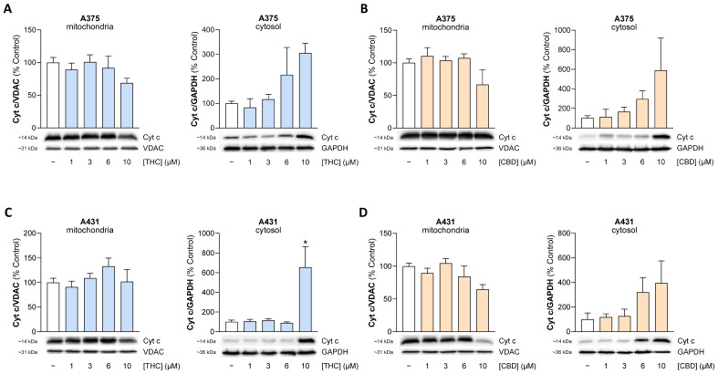 Effect of THC and CBD on the release of mitochondrial cytochrome c (Cyt c) into the cytosol of A375 (A,B) and A431 cells (C,D). The cells were incubated with THC or CBD at the indicated concentrations for 24 h. The values given in the bar charts are based on densitometric analyses of the blots. Cyt c levels were normalized on VDAC in mitochondrial fractions and on GAPDH in cytosolic fractions. The blots shown are representative. In (A) the same VDAC blot is shown as in Figure 12B, in (C) as in Figure 8C, and in (D) as in Figure 12H, as the same membranes were stripped and reprobed for different target proteines. The data are mean values ± SEM of n = 4 ((A,B,D) left graph each; (C)) or n = 3 ((A,B,D) right graph each) independent experiments. All percentage values shown refer to the respective vehicle control, which was set to 100%. * p ≤ 0.05 vs. corresponding vehicle control with Dunnett’s post hoc test.