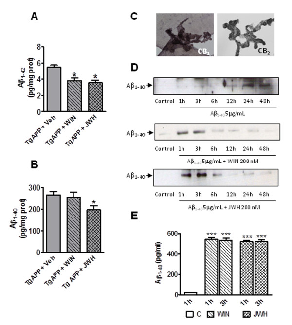 Cannabinoids decreased Aβ levels of Tg APP mice and increased transport through choroid plexus cell monolayer. A: Both cannabinoids significantly decreased Aβ1-42 cortical levels. B: JWH decreased Aβ1-40 cortical levels in Tg APP mice. Animals were treated with vehicle or cannabinoids (0.2 mg/kg) in the drinking water for 4 months, starting at 7 months of age. Results are mean ± SEM (n = 6-7 mice/group) C: rat choroid plexus express both CB1 and CB2 receptors. D: time-course of Aβ1-40 transport through choroid plexus cells. Both cannabinoids (200 nM) reduced the transport time compared to untreated cultures (representative Western blot). E: Cannabinoids enhanced Aβ1-40 transport through choroid plexus cells at 1 and 3 h after addition vs untreated control cultures (mean ± SEM, n = 4). E: *p < 0.05, *** p < 0.01 vs vehicle treated mice or cultures (Student's t test).
