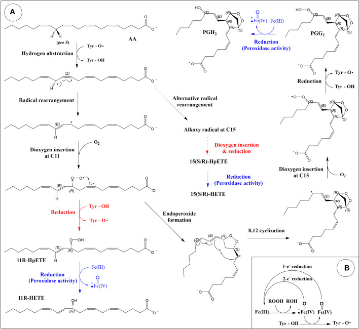 Reaction mechanism of cyclooxygenases (COXs). (A) Production of eicosanoids from arachidonic acid through the dioxygenase and peroxidase activities of COX. The cyclooxygenase reaction is colored black. Peroxidase reactions are coloured blue. Reactions that produce HpETEs are colored red. Side reactions that produce 15-HETEs are depicted by dashed arrows. (B) The peroxidase cycle generates the Tyr radical required for hydrogen abstraction (porphyrin ring of heme not shown).