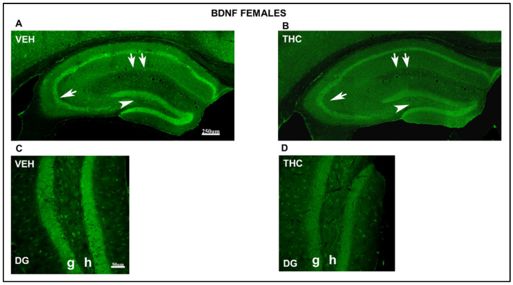 Confocal images indicating altered immunolabeling of BDNF in THC female pups. Confocal photomicrograph collages of exposing BDNF-ir (green labeling; A–D) in the HIPP of VEH (A,C) and THC (B,D) pups at PND60. Details of BDNF-in cells in DG (C,D). Note the decrease in the number of immunostained BDNF-ir cells in the pyramidal layer of CA1 (double arrow in A,B) and CA3 (arrows in A,B), in the hilus and granular layer of DG (arrowhead in A–D), and in the lacunosum-moleculare layer in THC female pups compared to those in VEH mice. The results show a decrease in plasticity and cell survival in THC compared with VEH female pups. DG: dentate gyrus; h: hilus; g: granular layer. The same scale applies to (A,B) and (C,D).