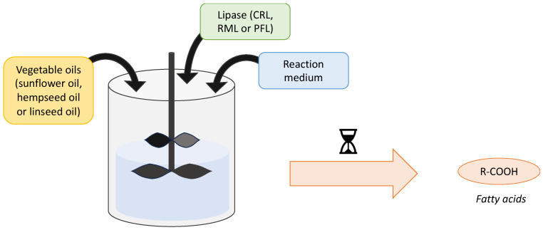 Scheme of the biocatalytic hydrolysis process of vegetable oils to release fatty acids.