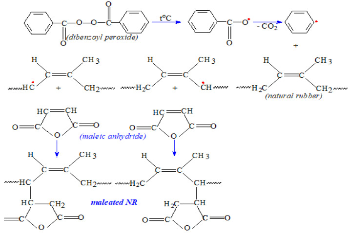 Possible grafting mechanisms for maleated natural rubber obtaining.