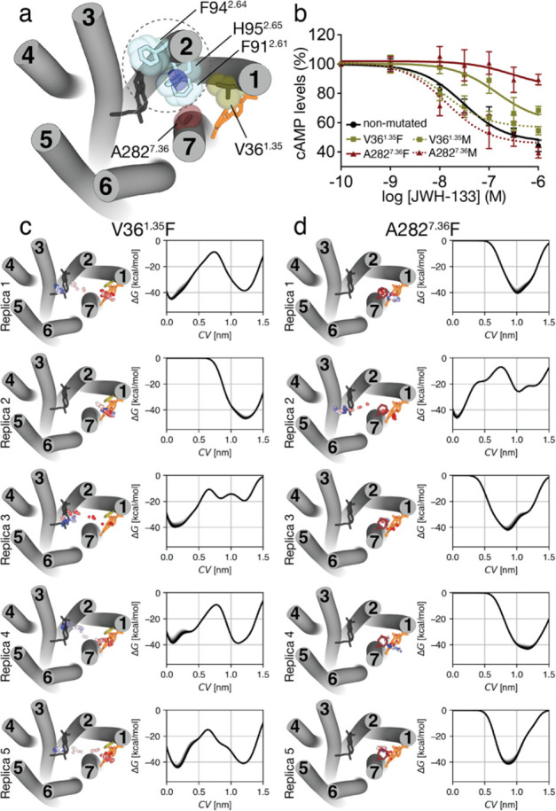 A single point mutation blocks the entrance of the ligand. (a) Extracellular view of CB2R (ECLs are omitted for clarity) in which the position of Val361.35 (green surface) and Ala2827.36 (red), located between the lipid-facing (Figure 2c) and bundle-facing (Figure 2d) minima, and Phe912.61, Phe942.64, and His952.65 side chains in TM 2 (blue) are shown. (b) Decrease of forskolin-induced cAMP (normalized to 100%), in HEK-293T cells, upon stimulation of nonmutated (black line), Val361.35Phe (green) and Ala2827.36Phe (red) mutations (mutation to Phe is shown as a solid line), and Val361.35 Met (green) and Ala2827.36 Met (red) mutations (mutation to Met is shown as a dotted line) with the JWH-133 agonist. (c,d) Ligand pathways and free-energy profiles (the last 10 snapshots before convergence are plotted) of five replicas, obtained in well-tempered metadynamics of JWH-133 entry to the Val361.35Phe (c) or Ala2827.36Phe (d) mutant receptors. The collective variable (CV) is the distance between the center of mass of JWH-133 in the initial (orange) and final (black) conformations. See legend of Figure 2 for additional details.
