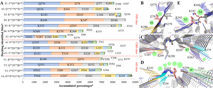 Overview of the surface residues that come into contact with tracers during the 100-ns MD simulations. (A) Statistical data of the contacts. A threshold distance of 4.0 Å between the non-hydrogen atoms of the protein residues and tracers was used to count the contacts. The top 6 most contacting residues are depicted. aConfiguration of each docking identified site is given for comparison. bPercentages are accumulated from the MD simulations of each tracer over all of the protofibril chains. (B), (C), and (D) Configurations of new sites (green spheres) in the MD simulations of docked sites (green spheres with labels) S1, S7, and s6, respectively. (E) Comparison of the sites S4 and S3 on the PSP protofibril.