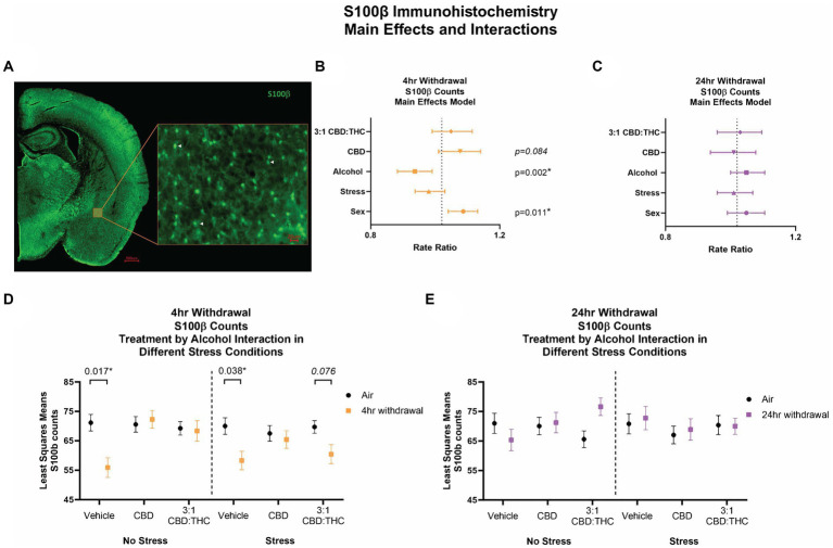 Main effects and interactions model between air control group and each of the withdrawal time groups in the number of S100β + cells. (A) Representative image of CeA location and S100β + cells. White arrows point to examples of counted cells. (B) Main effects of treatment, alcohol, stress, and sex in 4-h withdrawal. The x-axis on a log10 scale has been modified to better visualize the data. (C) Main effects of treatment, alcohol, stress, and sex in 24-h withdrawal. The x-axis on a log10 scale has been modified to better visualize the data. (D) Treatment by alcohol interaction of the number of S100β+ cells stratified by stress in 4-h withdrawal. (E) Treatment by alcohol interaction of the number of S100β+ cells stratified by stress in 24-h withdrawal. The p-values represent values of a statistical test of differences between the least square means outcome values for those combinations of explanatory factors. p < 0.05 is considered significant. Data is collected from at least 6 mice per group and is averaged across both hemispheres between 2 brains slices per mouse.