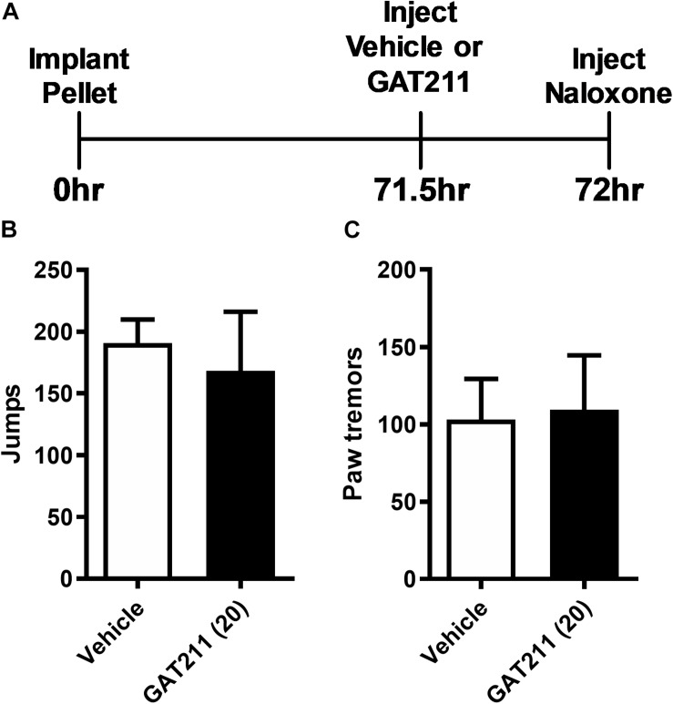 GAT211 does not alter somatic expression of morphine dependence in morphine-pelleted mice. Timeline of the behavioral protocol (A). In mice implanted subcutaneously with a 75 mg morphine pellet, naloxone (1 mg/kg i.p.) challenge did not alter the number of jumps (B) or bouts of paw tremors (C) following pretreatment with either GAT211 (20 mg/kg i.p.) or vehicle. Naloxone was injected 72 h following morphine pellet implantation. Data are expressed mean ± SEM (n = 6 per group).