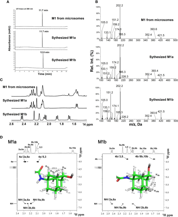 LC-MS and NMR characterization of M1 (microsomal metabolite) and its synthesized standards (M1a and M1b). (A) LC-UV trace for M1, M1a, and M1b; (B) MS2 spectra for M1, M1a, and M1b; (C) Overlay of 1H-NMR spectra of M1, M1a, and M1b; (D) NOE NMR spectra and stereochemistry assignment for M1a (left panel) and M1b (right panel).