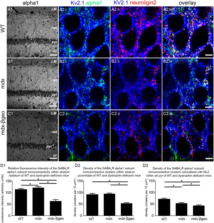 Localisation and quantification of GABAAR alpha1 subunit immunoreactivity within the CA1 region of the hippocampus of WT and dystrophin-deficient mice, reacted and imaged under identical conditions.(A 1) shows that, in WT tissue, alpha1 subunit immunoreactivity is enriched within the dendritic layers of strata oriens and radiatum with comparatively lower levels evident in strata pyramidale and lacunosum moleculare. (A 2) shows that within stratum pyramidale, the majority of alpha1 subunit immunoreactive clusters colocalise with clusters immunopositive for NL2 on Kv2.1 somato-dendritic cell surfaces. (B 1) shows that within the CA1 region of mdx mice, there is an apparent increase in the intensity of alpha1 subunit immunoreactivity within strata oriens and radiatum when compared to WT. (B 2) shows that within stratum pyramidale, there is comparatively less colocalisation between alpha1 subunit and NL2 immunopositive clusters. (C 1) shows that within the CA1 region of mdxβgeo mice, there is a striking decrease in the intensity of alpha1 subunit immunoreactivity throughout all layers when compared to WT. Accordingly, (C 2) shows that there is significantly less colocalisation between alpha1 subunit and NL2 immunopositive clusters when compared to WT. (D 1) quantification of the intensity of alpha1 subunit immunoreactivity within stratum radiatum of WT, mdx and mdxβgeo tissue. (D 2) quantification of the density of alpha1 subunit immunoreactive clusters in stratum pyramidale of WT, mdx and mdxβgeo tissue. (D 3) quantification of the density of alpha1 subunit immunoreactive clusters colocalised with clusters immunoreactive for NL2 in stratum pyramidale of WT, mdx and mdxβgeo tissue. Bars represent the means and lines the SEM. *P<0.05; ANOVA with Tukey’s posthoc test; N = 3 animals. Scale bars (A, B, C, 1) 50 µm; (A, B, C, 2) 5 µm.