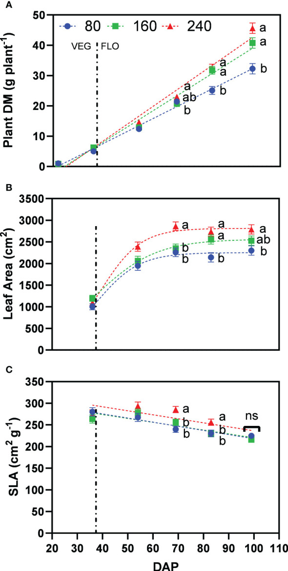 Least square means (±standard error) of (A) plant dry matter (DM), (B) plant leaf area, and (C) specific leaf area (SLA) for the fertilizer concentration treatments (80, 160 and 240 mg N L−1) at different harvest dates (Days after planting, DAP). For each harvest date, means with at least one identical letter are not significant different from each other according to Fisher’s LSD test with α=0.05. Values with (ns) are not significantly different from each other according to global F-test. The vertical line marks the conversion of the vegetative (VEG) to flowering (FLO) stage after 36 DAP. Dash lines are trendlines used only for visual representation.
