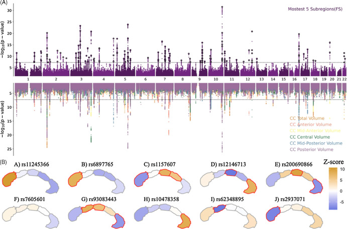 Miami plot of the −log10(p) statistics from the multivariate (top) and univariate (bottom) GWAS of total CC volume. (A) Top: The multivariate analysis was conducted using MOSTest and illustrate the distributive genetic architecture of the CC. Bottom: Individual univariate GWAS were conducted for total CC volume and each subregion, indicating both a shared and unique genetic aetiology of the CC subregions. (B) Top SNPs from the multivariate GWAS show subregion-specific effects across the CC. The top 10 SNPs from the multivariate GWAS were mapped to the CC subregions using the Z-scores from the respective univariate subregion GWAS. The results indicate a gradient of effect across the posterior and anterior subregions.