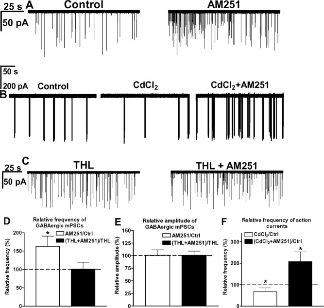 Results of whole-cell patch-clamp and loose-patch recordings provide evidence for tonic 2-AG release from GnRH neurons that inhibits GnRH neuron excitability. Bath application of the CB1 antagonist AM251 alone enhances the control frequency of mPSCs in a representative GnRH neuron (A). Firing rate decreases in response to CdCl2 treatment and increases when AM251 is subsequently applied to suspend a tonic endocannabinoid blockade of spontaneous vesicle fusion-related neurotransmitter release (B). Application of the 2-AG synthesis inhibitor THL (10 μm) in the patch electrode prevents any subsequent effect of AM251 on the mPSC frequency of a representative GnRH cell (C). Histograms of whole-cell patch-clamp and loose-patch recordings show the relative percentages of mPSC frequencies (D), amplitudes (E), and firing rate (F). The bars correspond to the mean ± sem of 10 recorded cells for each treatment, except for loose-patch experiments (n = 8). *, P < 0.05.