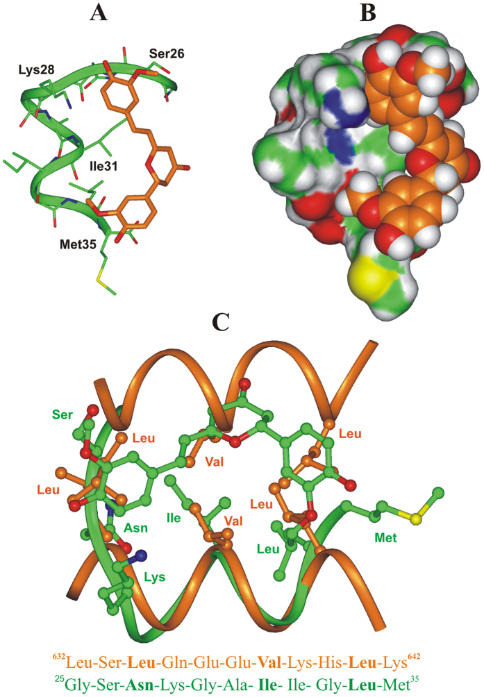 (A,B) Docked structure of CYC (orange) in complex with Aβ(25–35) peptide (green). (A) The complex is displayed as ribbon and sticks and peptide interacting residues are labeled; hydrogens are omitted for sake of clarity. (B) The Connolly surface of the peptide and the vdW volume of CYC are displayed. (C) X-ray structure of the coiled-coil dimerization motif of human ROCK I protein (carbon atoms: orange; PDB ID: 3O0Z) superimposed on the docked complex of CYC: Aβ(25–35) peptide (carbon atoms: green). Hydrogens are omitted for clarity. The corresponding 2-D sequence of human ROCK I protein and Aβ(25–35) are reported and the conserved residues of the heptad repeat motif are highlighted in bold. Molecules are colored by atom type (O: red; N: blue; S: yellow and H: white).
