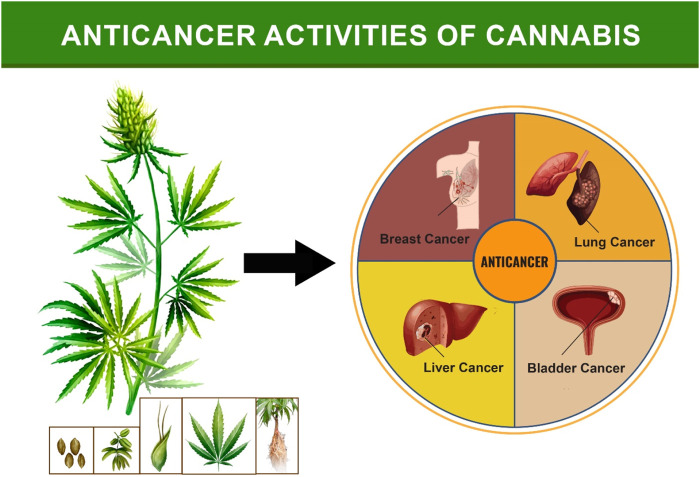 Anticancer activities of the Cannabis.