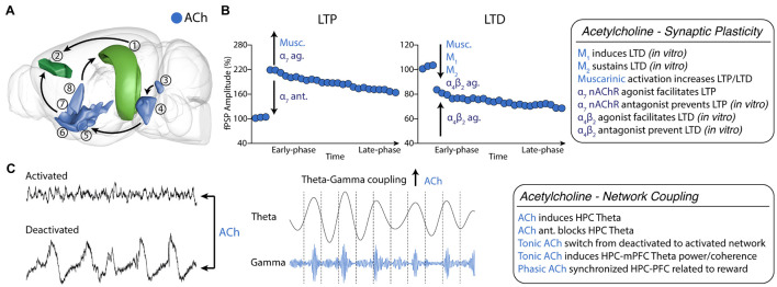 Cholinergic neuromodulation of HPC-mPFC communication. (A) HPC-mPFC pathway and cholinergic circuits. (1) Hippocampus CA1/Subiculum; (2) Prelimbic prefrontal cortex; (3) Laterodorsal tegmental nucleus; (4) Pontine reticular nucleus; (5) Magnocellular nucleus; (6) Substantia innominata; (7) Diagonal band nucleus; (8) Medial septal nucleus. Blue: main cholinergic anatomical structures (brain sites adapted from the Brain Explorer, Allen Institute). (B) Muscarinic and nicotinic receptor activation bidirectionally affects long-term synaptic plasticity, increasing LTP and LTD induction. (C) Tonic cholinergic modulation is essential to switch from a deactivated state to an activated state. In addition, modulation of muscarinic activation promotes theta-gamma PAC in HPC-mPFC. Ach, Acetylcholine; LTP, long-term potentiation; LTD, long-term depression; ag, agonist; ant., antagonist.