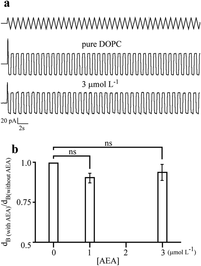 AEA has limited effect on the overall structure of lipid bilayers.(a) Representative capacitive current traces without (pure DOPC) and with 3 μmol L−1 AEA. Top trace represents the triangular pulse protocol used to obtain the capacitive currents. (b) Membrane thickness obtained from membrane capacitance measurements with increasing AEA concentration; ns = not statistically significant.