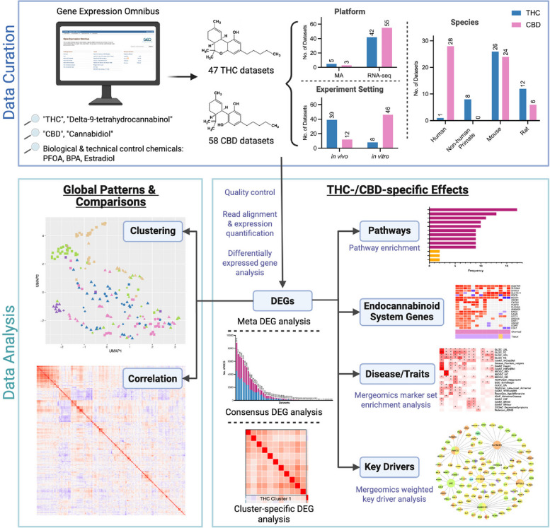 Overall study design. Datasets from THC and CBD exposure studies were curated from GEO and analyzed according to our established pipelines depending on whether they were cDNA microarray or RNAseq studies to detect differentially expressed genes (DEGs) across 4 mammalian species. Control chemicals, including PFOA, BPA, and estradiol, were processed similarly. Gene expression signatures were clustered using dimensionality reduction analysis and correlated using heatmaps derived from Spearman’s rank correlation coefficients. DEGs were then subjected to DEG meta-analysis, biological pathway enrichment, disease enrichment using Mergeomics, and key regulators in brain gene regulatory networks