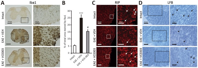 VCE-003 significantly reduces microglial activation and preserves myelin structure.(A) VCE-003 notably reduces microglial activation (Iba1+ cells). (B) Quantification of Iba1+ cells are shown as means ± SEM (***p<0.001 vs Intact; #p = 0.021 vs EAE + VEH). Thoracic spinal cord sections from symptomatic animals show a clear disruption of myelin, whereas exposure to VCE-003 contributes to maintain the myelin structure (C, RIP immunofluorescence staining; D, LFB staining).