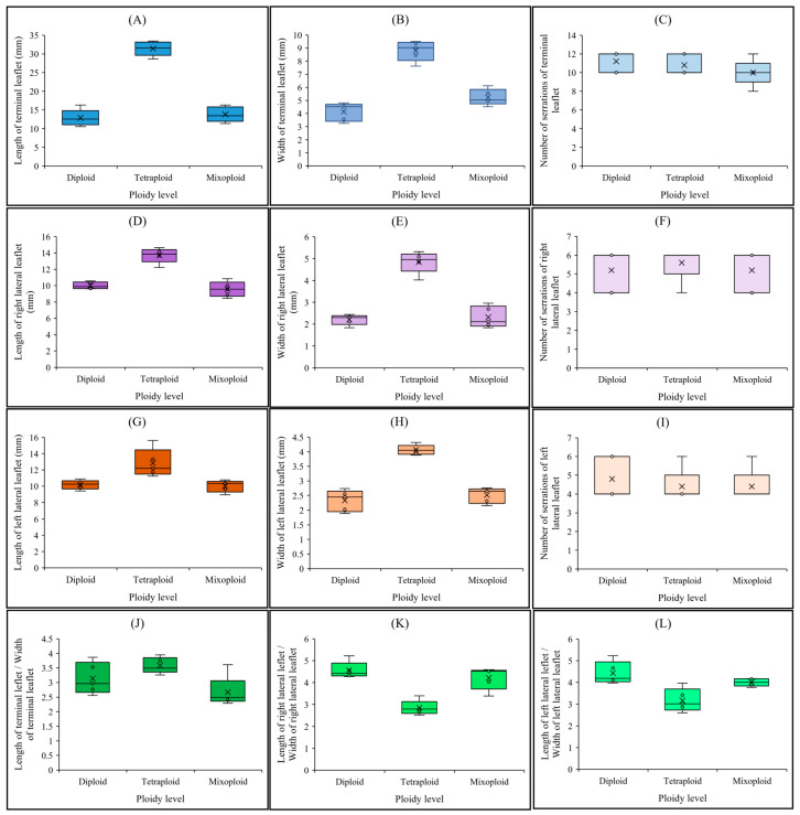 Leaf-related morphological traits in cannabis with different ploidy levels, including diploid, tetraploid, and mixoploid; (A) length of the terminal leaflet, (B) width of the terminal leaflet, (C) number of serrations of the terminal leaflet, (D) length of the right lateral leaflet, (E) width of the right lateral leaflet, (F) number of serrations of the right lateral leaflet, (G) length of the left lateral leaflet, (H) width of the left lateral leaflet, (I) number of serrations of the left lateral leaflet, (J) length of the terminal leaflet/width of terminal leaflet ratio, (K) length of the right lateral leaflet/width of right lateral leaflet ratio, (L) length of the left lateral leaflet/width of left lateral leaflet ratio.