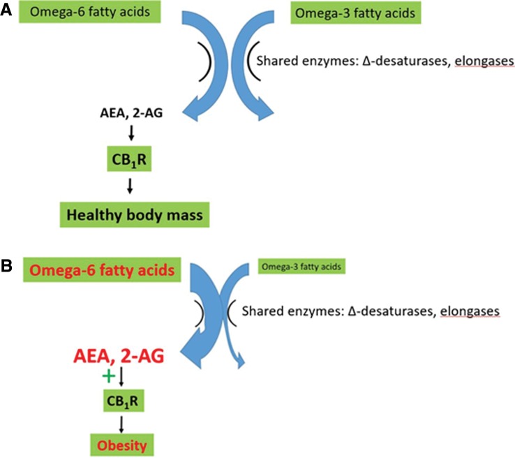 The impact of the modern western diet on the endocannabinoid system. (A) In the presence of a natural omega-6/omega-3 ratio, production of the endocannabinoid signals AEA and 2-AG and resulting stimulation of CB1R are compatible with a healthy BMI. (B) The modern western diet, with its elevated omega-6/omega-3 ratio, leads to excess production of AEA and 2-AG. This overstimulates CB1R, leading to weight gain and metabolic dysregulation. Modified from Freitas et al. (22). AEA, anandamide; N-arachidonoylethanolamide; 2-AG, 2-arachidonoylglycerol; BMI, body mass index.