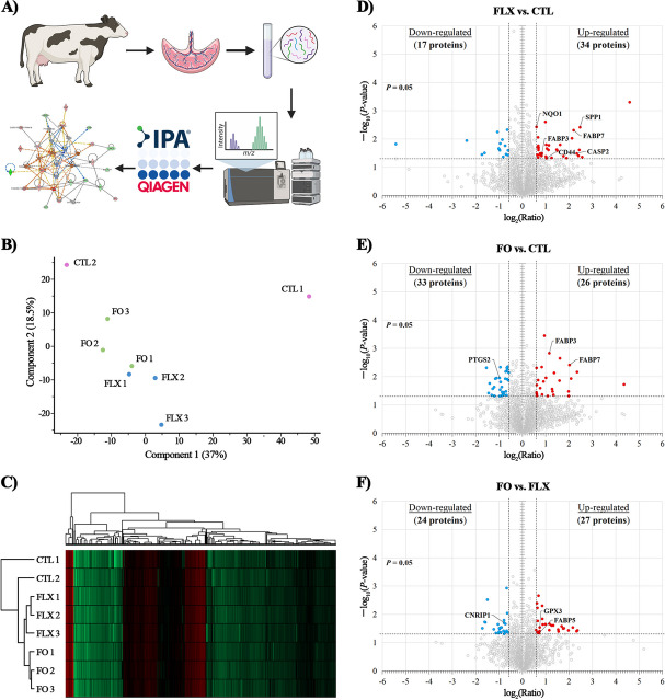 Proteomic analysis of the placenta of dairy cows supplemented pre-partum with n-3 FA. Placenta samples were collected immediately after delivery from dairy cows fed from d 257 of pregnancy with (i) CTL – encapsulated saturated fat, (ii) FLX – encapsulated flaxseed oil providing ALA, or (iii) FO – encapsulated fish oil providing EPA and DHA. (A) Work flow for the proteomic analysis; generated using BioRender.com. (B) Principal component analysis (PCA) of the placenta proteome; PCA analysis was used to assess the global integrity of the data and revealed that one CTL sample was an outlier, and therefore was excluded from further analysis; generated using Perseus v1.6.2.3. (C) Heat map analysis of the placental proteome: low peptide intensity is denoted in green, whereas high intensity is denoted in red. Each cow in the study was numbered and is represented in rows; generated using Perseus v2.0.11. (D–F) Volcano plot for the comparison between FLX vs. CTL (D), FO vs. CTL (E), and FO vs. FLX (F). P-value (≤ 0.05) is represented on the Y-axis and fold change (|FC| ≥ 1.5) is represented on the X-axis. Each dot represents one protein: red denotes up-regulated proteins, blue denotes down-regulated proteins
