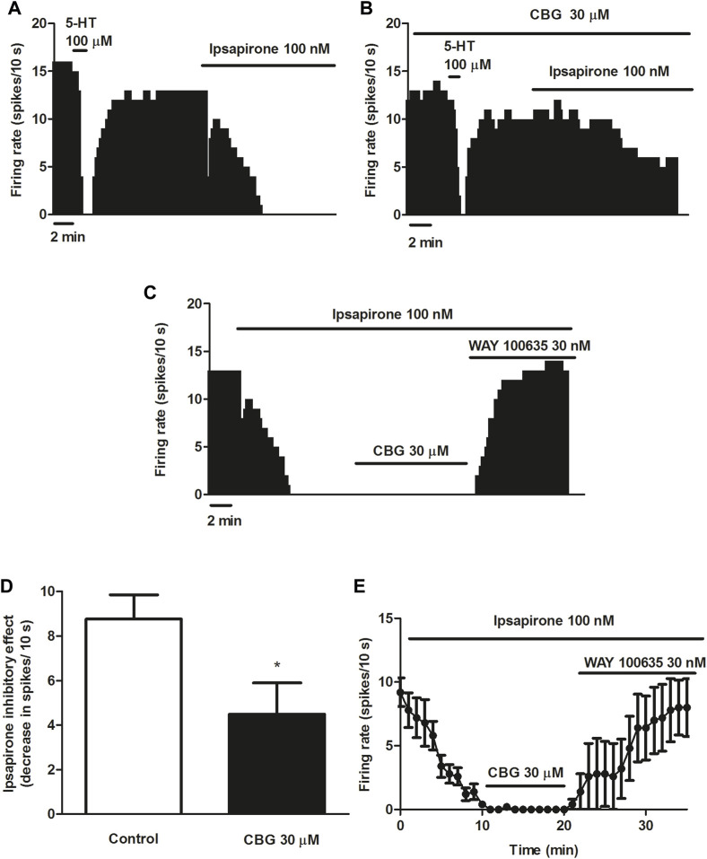 Effect of CBG on ipsapirone-induced inhibition of the firing activity of DRN 5-HT cells (A–C) Representative examples of firing rate recordings from DRN 5-HT cells, which show the inhibition of the firing activity of 5-HT neurons by ipsapirone (100 nM) (A), the blockade of the inhibitory effect of ipsapirone (100 nM) by CBG (B) and the effect of CBG and WAY100635 on a neuron completely inhibited by ipsapirone (C). The vertical lines refer to the integrated firing rate values (spikes per 10 s) and the horizontal lines represent the time scale. Drugs were perfused at the concentration and for the time indicated by the horizontal bars. (D) Bar histograms showing the inhibitory effect (decrease in spikes/10 s; mean ± SEM) induced by ipsapirone (100 nM) in the absence (n = 12) and the presence of CBG (30 μM, n = 9) (E) Time course of the firing rate of DRN 5-HT cells (mean ± SEM) in the presence of ipsapirone (n = 5), CBG (n = 5) or WAY100635 (n = 5). *p < 0.05 compared to the inhibitory effect induced by ipsapirone (100 nM) in the absence of CBG (30 μM) by an unpaired Student’s t-test.