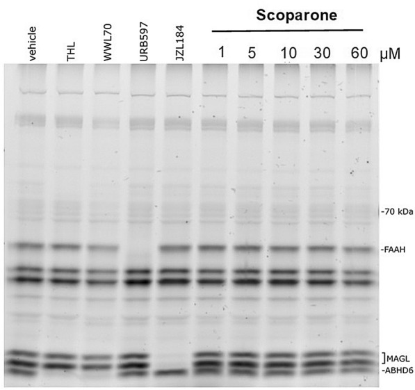 Activity-based protein profiling showing serine hydrolase activity in membranes from Swiss albino mouse brain tissues. Scoparone did not inhibit enzymes activity of serine hydrolases fatty acid amide hydrolase (FAAH), monoacylglycerol lipase (MAGL), and alpha–beta hydrolase 6 (ABHD6). DMSO was used as vehicle control. Specific inhibitors were used as positive controls for FAAH (URB597), MAGL (JZL184), ABHD6 (THL), and ABHD6/12 (WWL70). Image shows a representative blot of three independent experiments.