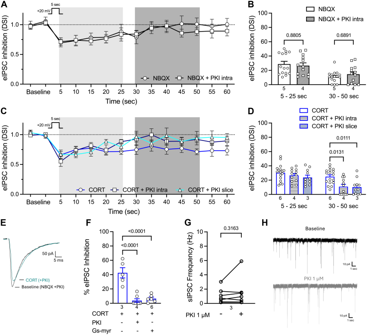 CORT stimulates DAGL activity via a PKA-dependent mechanism. (A) Summary of DSI (+20 mV for 5 seconds) from vlPAG recordings in the absence (white circles; n = 15 recordings from 5 rats) and presence of PKI 300 nM in the recording electrode (white squares; n = 13 recordings from 4 rats). (B) Quantification of inhibition of eIPSC amplitudes during early and late time windows. (C, D) Summary of DSI after 5–10 minutes bath application of CORT 1 μM (circles; n = 17 recordings from 6 rats), with PKI 300 nM in the recording electrode (squares; n = 12 recordings from 4 rats), and with PKI 1 μM added in perfusion solution with CORT (triangle; n = 11 recordings from 3 rats). Panels A–D were analyzed with two-way repeated-measures ANOVA; main effect of treatment: F(4,63) = 3.14, P = .02; main effect of time: F(1,63) = 53.24, P < .0001; interaction: F(4,63) = 1.69, P = .16; Tukey post hoc test, P values on graphs. (E). Representative eIPSCs showing blockade of CORT-mediated inhibition after incubation of slice in PKI (1 μM). (F) Compiled percent inhibition of eIPSCs by CORT in the absence and presence of PKI and a Gs peptide inhibitor (one-way ANOVA, F(2,15) = 26.64, P < .0001; Dunnett’s post hoc test, P values on graph). (G) sIPSC frequencies are not different at baseline and after bath application of PKI 1 μM from slices of naive rats (paired t-test, t6 = 1.09, P = .32). (H) Representative traces of sIPSCs in absence and presence of PKI. Error bars represent the SEM, dots indicate individual recordings, and numbers represent the number of rats represented per bar.