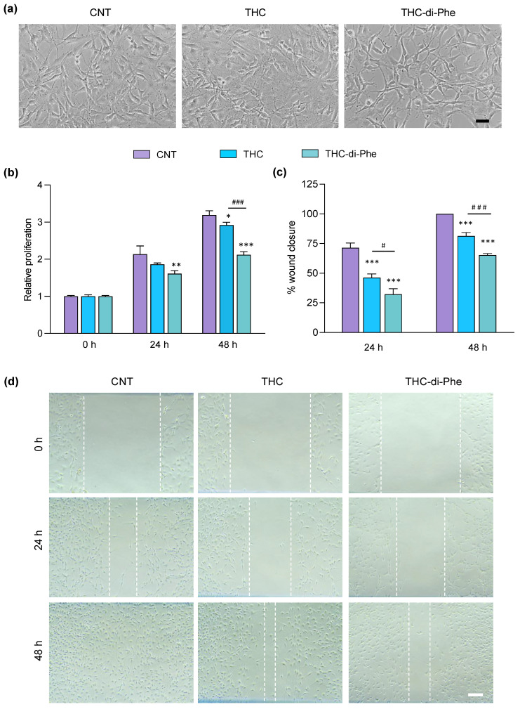 Effect of THC-di-Phe on glioma cell proliferation and migration. (a,b) Antiproliferative effect of THC and THC-di-Phe on C6 glioma cells. (a) Representative images (phase contrast) of cell proliferation assay at 48 h post-treatment. Scale bar: 30 µm. (b) The relative proliferation of cells treated with THC and THC-di-Phe at 24 and 48 h post-treatments (n = 3 independent experiments). (c,d) Effect of THC-di-Phe on glioma cell migration. (c) The migration rate of the wounded region presented as % of wound closure compared to 0 h (n = 3 independent experiments). (d) Cell migration images of C6 glioma cells at 0, 24, and 48 h after monolayer wounding. Scale bar: 10 µm. The cells were treated with vehicle (0.5% DMSO), 10 µM THC, and 10 µM THC-di-Phe, followed by assessment of cell viability and wound width at 0, 24, and 48 h post-treatment. Data are presented as mean ± SD; * p < 0.05, ** p < 0.01, *** p < 0.001 vs. CNT, # p < 0.05, ### p < 0.001 vs. THC.