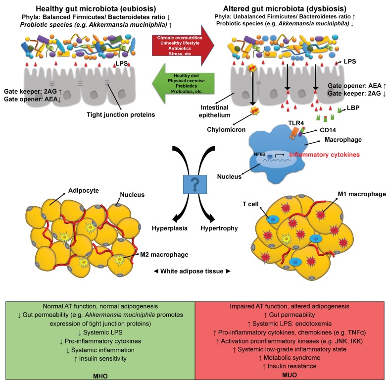 Imbalances in the composition of the gut microbiota can lead to an altered gut-barrier function, and are often observed in several conditions including obesity, related metabolic disorders, and type 2 diabetes. A dysfunctional or “leaky” intestinal tight junction barrier allows augmented translocation of luminal gut-microbiota-derived components, such as LPS, into the blood stream. Increased circulating LPS levels activate the pattern recognition receptor TLR4 and trigger proinflammatory and oxidative cascades that contribute to insulin resistance, macrophage infiltration, secretion of pro-inflammatory cytokines, and lipid accumulation in several organs and tissues, including the AT. The probiotic Akkermansia muciniphila preserves the integrity of intestinal barrier function and reduces endotoxemia, possibly by regulating expression of endocannabinoids such as 2AG (augmented), which has been considered as a “gate keeper”, and AEA (decreased), considered a “gate-opener”. During obesity, AT expansion can be mediated by hypertrophy, hyperplasia, or both. MHO individuals are associated with an enhanced adipogenic capacity in comparison to MUO, therefore hyperplasia could potentially be the preferred expansion mechanism of fat tissue in the former individuals. The molecular mechanisms controlling both hyperplasia and hypertrophy have not been fully disclosed so it would be of interest to explore if microbiota and gut-barrier function have any role in regulating the AT expansion during obesity and if this could explain the distinct health profile between MHO and MUO. 2AG, 2-arachidonoylglycerol; AEA, anandamide; AT, adipose tissue; CD14, cluster of differentiation 14); IKK, I kappa B kinase; JNK, c-Jun N-terminal kinase; LBP, lipopolysaccharide binding protein; LPS, lipopolysaccharide; M1, classically activated macrophages; M2, alternatively-activated macrophages; MHO, metabolic healthy obesity; MUO, metabolic unhealthy obesity; NFκB, factor nuclear kappa B; TLR4, Toll-like receptor 4; TNFα, tumor necrosis factor-α.