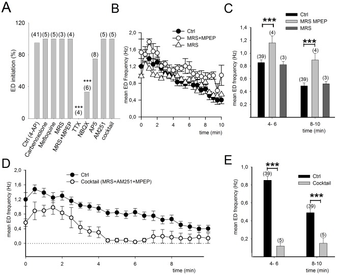 The duration but not the initiation of ED is reduced following disruption of neuroglial interactions.A, Compounds reported to disrupt neuroglial and astrocyte coupling do not modify the initiation of ED in response to 4-AP. The probability of ED initiation was not changed either by antagonists for gap junctions or by a solution that inhibits neuroglial interactions consisting of MRS 2179 (4 µM) to block P2Y1 receptors and MPEP (10 µM) to block mGluR5. The probability of ED initiation was not changed either by a cocktail containing antagonists for P2Y1R, mGluR5 and CB1R (AM251, 4 µM) or CB1R antagonist alone. But ED initiation is prevented when synaptic transmission is blocked with TTX (1 µM), or reduced when ionotropic glutamate receptors are blocked with NBQX (50 µM). B, Application of antagonists for P2Y1 and mGlu5 receptors increases the frequency of ED induced by 4-AP, while MRS alone has not effect. C, Mean ED frequency 4–6 and 8–10 minutes after initiation. D, E, Addition of AM251 to the MRS 2179 and MPEP solution significantly reduces ED frequency.