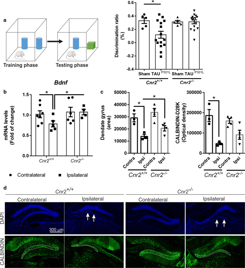 Cognitive impairment induced by hTAUP301L overexpression is prevented in Cnr2−/− mice. a Recognition memory was tested by NOR test in control mice (Sham), and Cnr2+/+ and Cnr2−/− mice overexpressing hTAUP301L (n = 8–15 per experimental group). b qRT-PCR determination of mRNA levels of Bdnf, normalized by Tbp mRNA levels, n = 5–7 samples ± SEM. Asterisks denote significant differences with *p < 0.05, comparing each group with the contralateral hippocampi from Cnr2+/+ mice or the indicated groups, according to two-way ANOVA followed by Bonferroni post-test. Reduction in the granular cell layer from the dentate gyrus due to hTAUP301L overexpression is attenuated in Cnr2−/− mice. c Quantification of the area stained with DAPI (arbitrary units) in the dentate gyrus from Cnr2+/+ and Cnr2−/− mice injected with AAV-hTAUP301L. n = 3–4 samples ± SEM. Asterisks denote significant differences with *p < 0.05 comparing the ipsilateral side with the contralateral side of the indicated groups, according to two-way ANOVA followed by Bonferroni post-test. d Immunofluorescence staining in hippocampal sections from Cnr2+/+ and Cnr2−/− mice injected with AAV-hTAUP301L (n = 3–4 per experimental group). Blue, DAPI. Green, anti-CALBINDIN-D28K