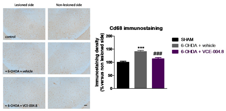 Intensity of the immunostaining for Cd68, a marker of microglia and infiltrated macrophages, measured in a selected area of the substantia nigra pars compacta of control (sham) mice and unilaterally 6-OHDA-lesioned animals treated with VCE-004.8 (20 mg/kg) or vehicle (Maisine CC/corn oil) given orally. Treatments were daily and prolonged for 2 weeks. Data corresponded to percentage of the ipsilateral lesioned side versus contralateral non-lesioned side at 24 h after the last dose and were expressed as means ± SEM of more than 5 animals per group. They were analyzed by one-way ANOVA followed by the Bonferroni test (*** p < 0.005 versus sham; ### p < 0.005 versus 6-OHDA + vehicle). Representative immunostaining images for each experimental group are shown in the left panels (scale bar = 100 µm).