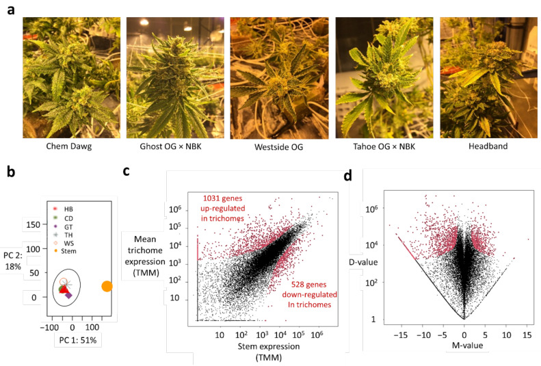 Quality assessment and differential analysis of gene expression data. (a) Picture of Cannabis cultivars selected for investigation. (b) Score plot of trichome and stem samples according to the first and second components (PC 1 and PC 2) obtained from a principal component analysis. (c) Plot of average gene expression values for the trichomes of five cultivars versus the corresponding expression in the stem tissue of HB. (d) M-D plot of global gene expression data. (M-value: log2 FC value; D-value: absolute-difference-in-expression value). Red dots in (c,d) denote genes that are differentially expressed. HB: Headband; CD: Chem Dawg; GT: Ghost OG × NBK; TH: Tahoe OG × NBK; WS: Westside OG.