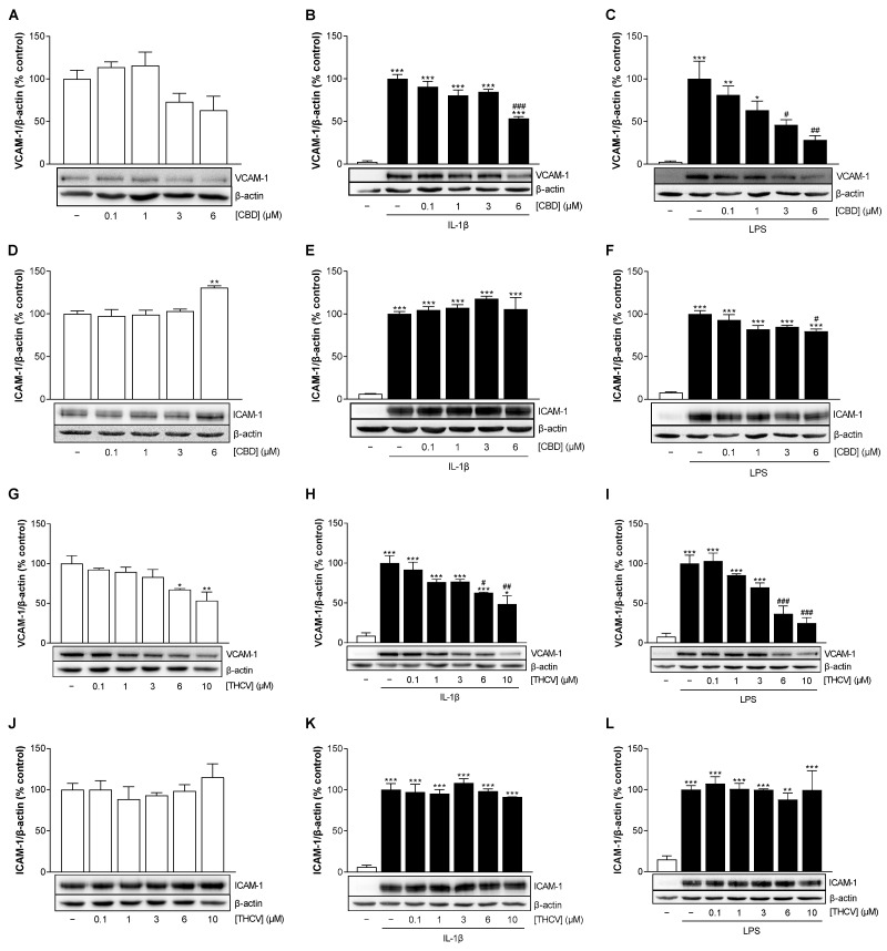 Effect of CBD and THCV on VCAM-1 and ICAM-1 protein expression in HCAEC under basal, IL-1β-, and LPS-induced conditions. For analysis under basal conditions, HCAEC were incubated with increasing concentrations of CBD (A,D), THCV (G,J), or vehicle control for 24 h. For analysis under IL-1β-induced conditions, HCAEC were incubated with 10 ng/mL IL-1β or its vehicle and increasing concentrations of CBD (B,E) or THCV (H,K) or its vehicle for 24 h. For analysis under LPS-induced conditions, HCAEC were preincubated with increasing concentrations of CBD (C,F) or THCV (I,L) or its vehicle for 1 h, followed by the addition of 1 µg/mL LPS or its vehicle and further incubation for 24 h. Protein expression was determined by Western blot analysis, with representative blots shown here. In (C,F), in (G,J), as well as in (I,L), the same β-actin blots are shown, since the proteins analyzed in these Western blots were separated on the same gel. Cells treated with vehicle (A,D,G,J) or vehicle in combination with IL-1β (B,E,H,K) or LPS (C,F,I,L) served as control (100%). Data are expressed as means ± SEM of n = 3 (3 independent experiments, (A–C,E–L)) or n = 4 (4 independent experiments, D). * p ≤ 0.05, ** p ≤ 0.01, *** p ≤ 0.001 vs. corresponding control; # p ≤ 0.05, ## p ≤ 0.01, ### p ≤ 0.001 vs. IL-1β- or LPS-stimulated cells; one-way ANOVA plus Bonferroni post hoc test.