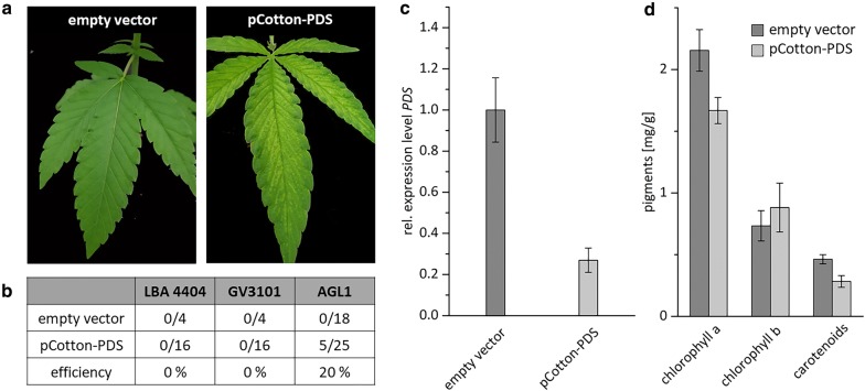 Silencing of PDS induced with the Cotton leaf crumple virus a Plants were infiltrated with the A. tumefaciens strain AGL1 carrying pCotton-PDS or an empty-vector control. Phenotypes could be identified approximately four weeks after infiltration with pCotton-PDS (right), whereas control plants showed no phenotype (left). b Overview on the efficiency of VIGS with different A. tumefaciens strains and number of infiltrated plants. c Quantification of the expression level of PDS in plants showing a phenotype and empty- vector control plants were analyzed by qPCR and normalized relative to the expression levels of eIFa and UBQ5. Error bars indicate standard error of five biological replicates. d Quantification of pigment content (chlorophyll a, chlorophyll b and carotenoids) of leaves from empty-vector control plants and PDS-silenced plants. Error bars indicate standard error of 3 representative replicates